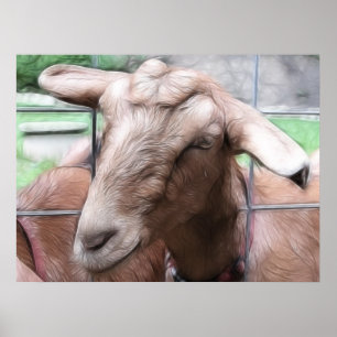 Sandy The Goat At The Gate Poster