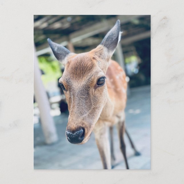 Sanftes Nara Reh Japan Wildlife Postcard (Front)