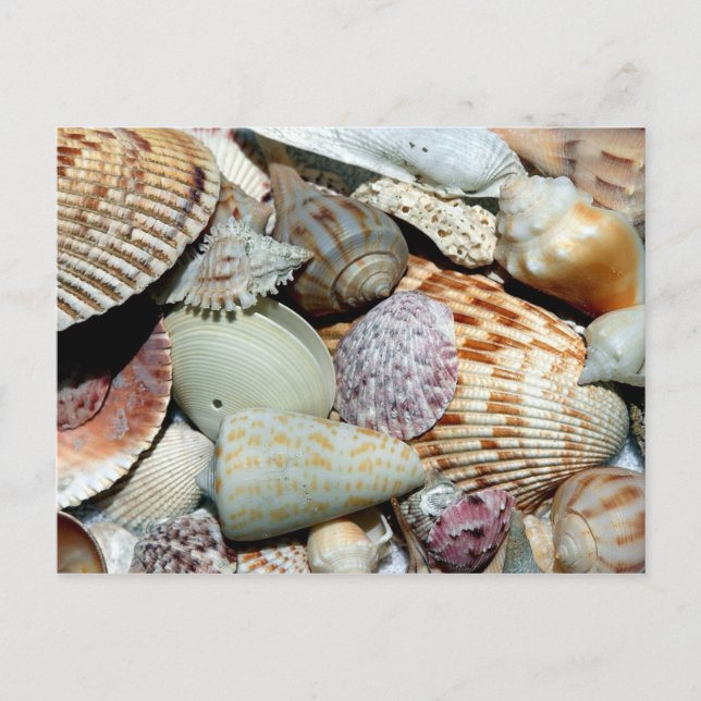 Sanibel Island Florida Shells Postcard (Front)