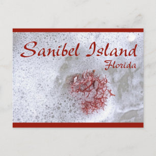 Sanibel Island Red Seaweed Postcard