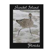 Sanibel Island Sandpiper Postcard