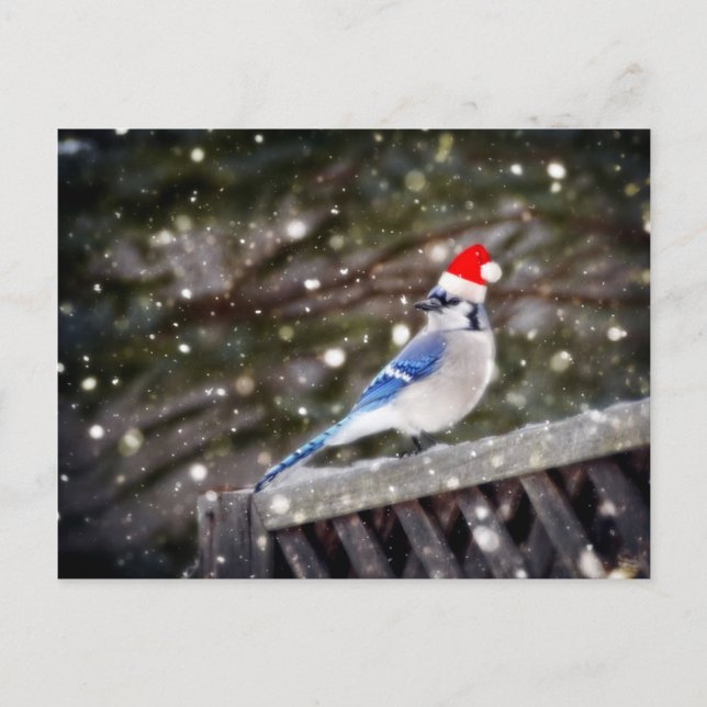 Santa Blue Jay Holiday Postcard (Front)