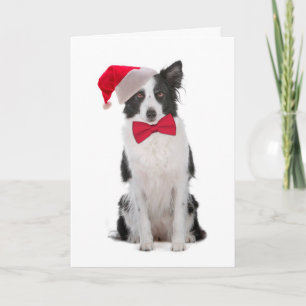 Santa Border Collie Christmas Card