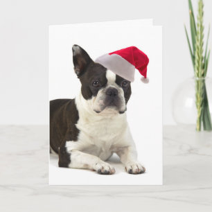 Santa Boston Terrier Christmas Card