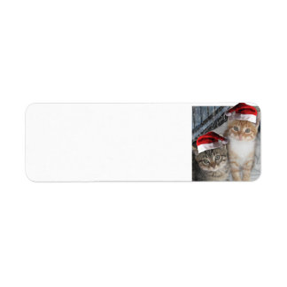 Santa Claus Kittens
