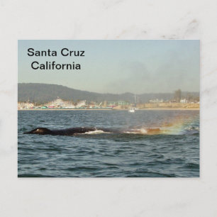 Santa Cruz, CA Humpback Whale Rainbow Postcard