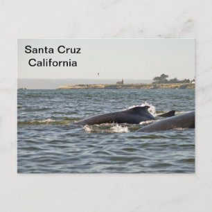 Santa Cruz, CA Humpbacks at Lighthouse Postcard