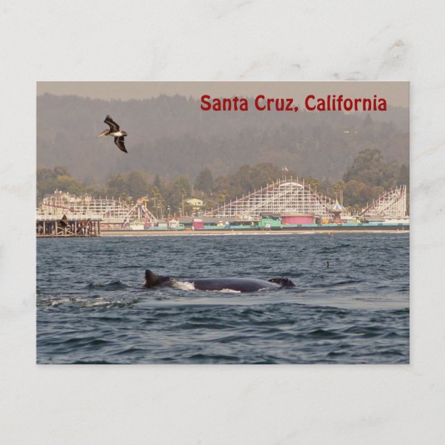 Santa Cruz, California Humpback Whale Postcard (Front)