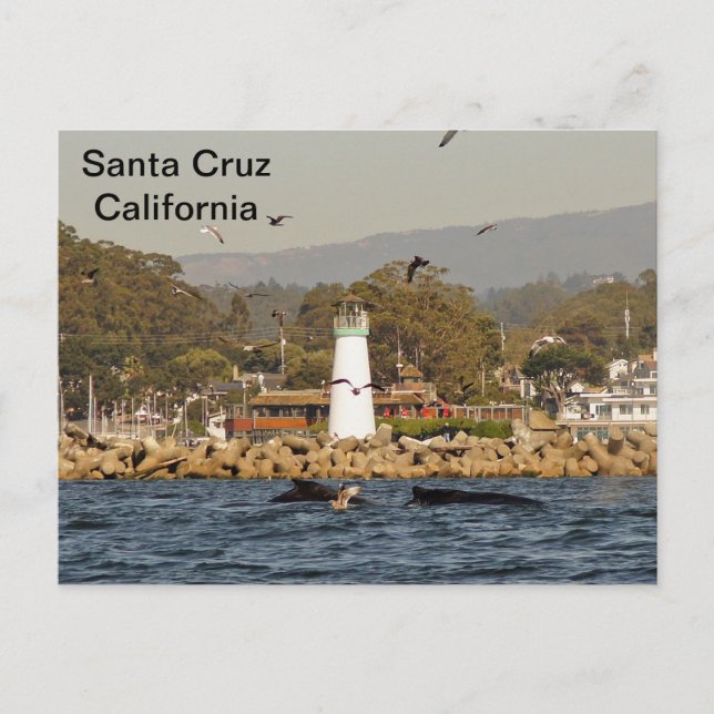 Santa Cruz, California Humpback Whales Postcard (Front)