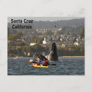 Santa Cruz, California Humpback Whales Postcard