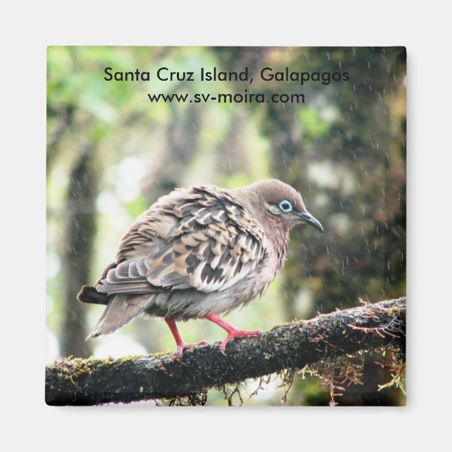 Santa Cruz Island, Galapagos, bird in rain Magnet (Front)