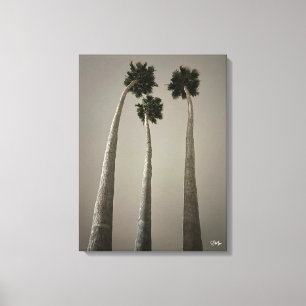 Santa Cruz Palms at Night Wall Art