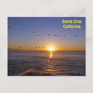 Santa Cruz Pelicans at Sunrise Postcard