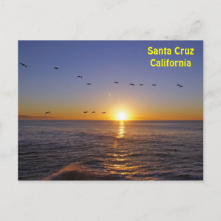 Santa Cruz Pelicans at Sunrise Postcard