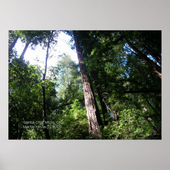 Santa Cruz Redwoods Print - Select Your Frame (Front)
