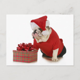 Santa Dog - English Bulldog Dressed Like Santa Holiday Postcard