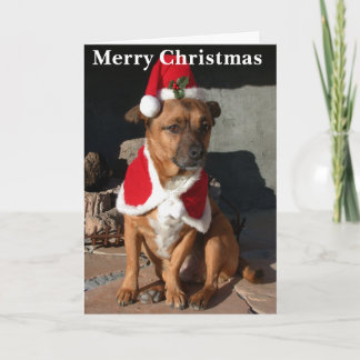 Santa Dog Holiday Card