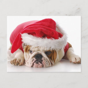 Santa Dog Holiday Postcard
