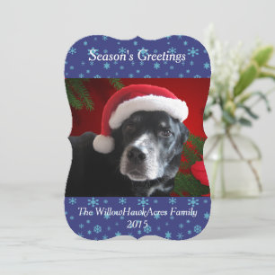 Santa Dog-Lab/Rott Mix with Pointsettia Background Holiday Card