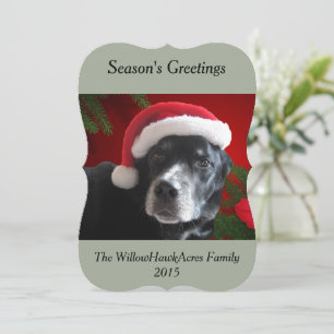 Santa Dog-Lab/Rottweiler with Holiday Background Card