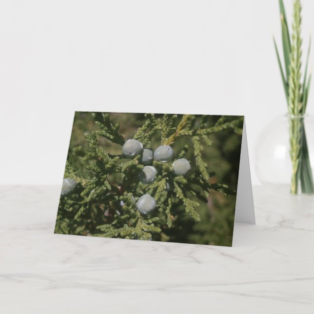 Santa Fe Christmas Bough of Juniper Berries Holiday Card (Front)