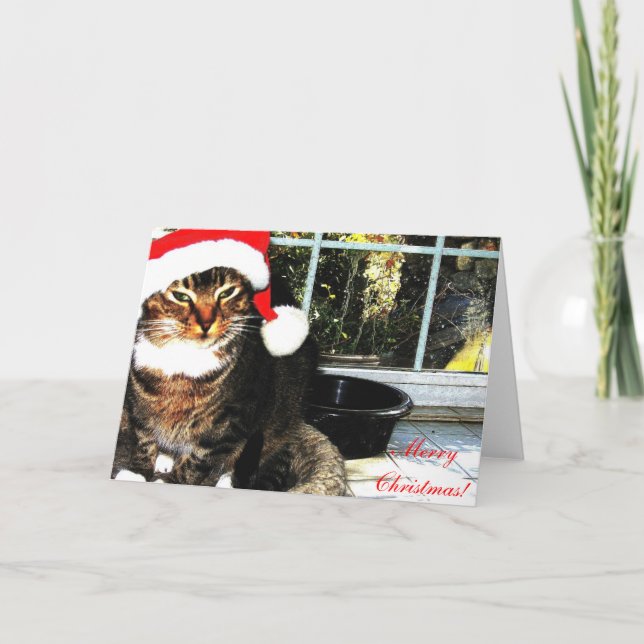 Santa hat cat II Holiday Card (Front)