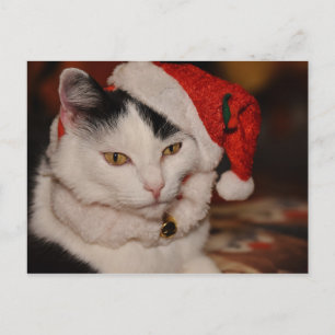 Santa Kitty Black and White Cat Holiday Postcard