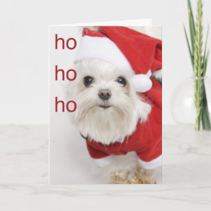 Santa Maltese Puppy Christmas Card