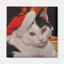 Santa Paws Cat