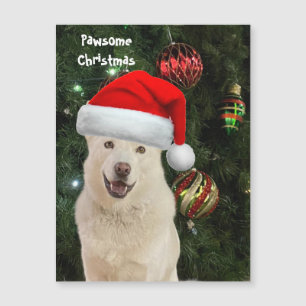 Santa Paws - Crystal the Husky Dog Christmas