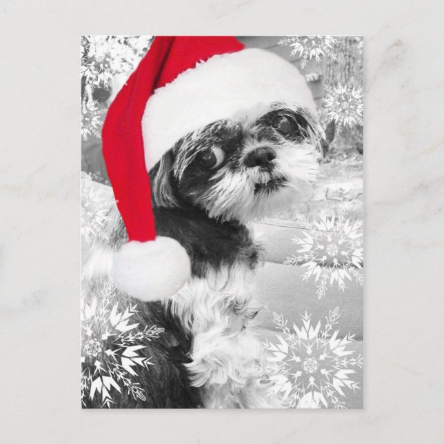 Santa Shih Tzu Girl Postcard (Front)