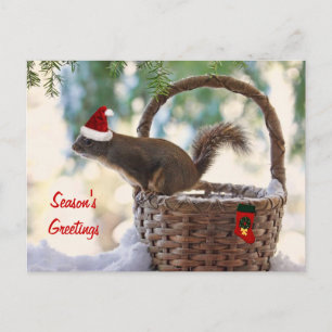 Santa Squirrel in Snowy Christmas Basket Holiday Postcard