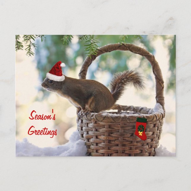 Santa Squirrel in Snowy Christmas Basket Holiday Postcard (Front)