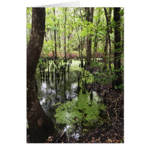 santee coastal reserve