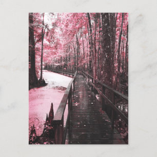 santee swamp dreamscape postcard
