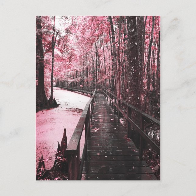 santee swamp dreamscape postcard (Front)