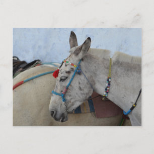 Santorini Donkey Postcard