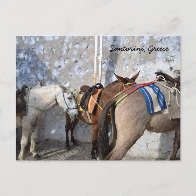 Santorini, Greece - Donkeys Postcard (Front)