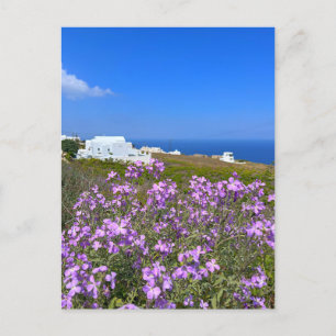 Santorini Greece White Building Purple Wild Flower Postcard