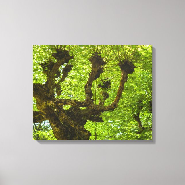 Sao Miguel Island Canvas Print (Front)
