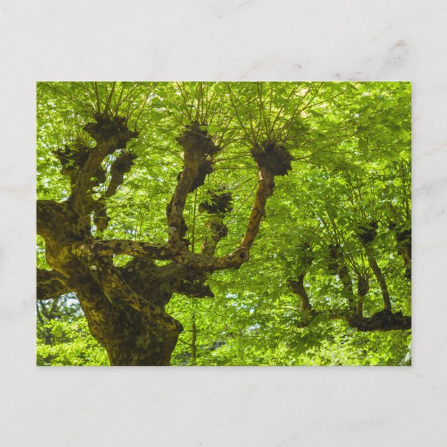 Sao Miguel Island Postcard (Front)