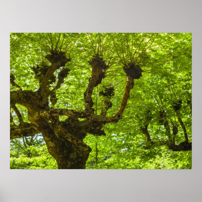 Sao Miguel Island Poster (Front)