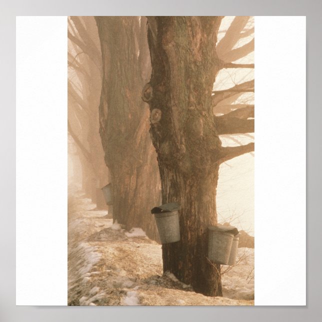 Sap Buckets, Underhill, VT Poster (Front)