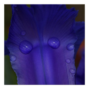 Sapphire Serenity Nature Photo Wall Art Print
