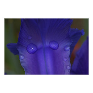 Sapphire Serenity Photo Print