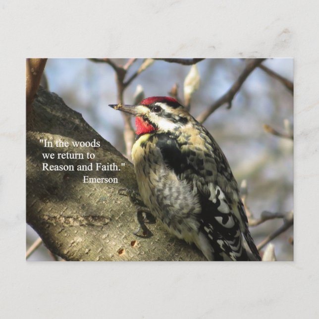 Sapsucker Post Card (Front)