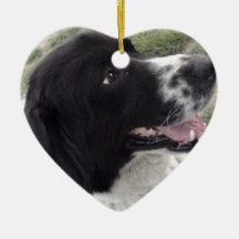 Sara Bulgarian Shepherd Dog