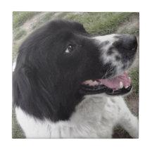 Sara Bulgarian Shepherd Dog