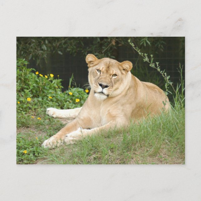 sarabi-set-1-010 postcard (Front)
