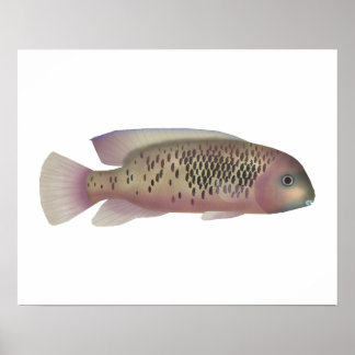 Sarabia cichlid poster
